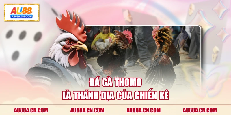 da-ga-thomo-au88-dau-truong-huyen-thoai-cua-chien-ke-dinh-cao