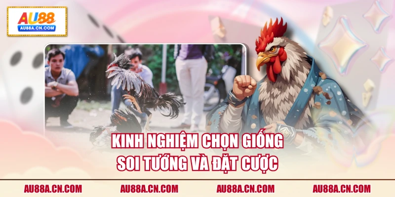 kinh-nghiem-chon-giong-soi-tuong-va-dat-cuoc